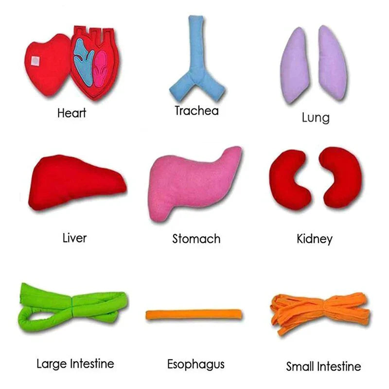 Apron – Learn About the Human Body Through Play