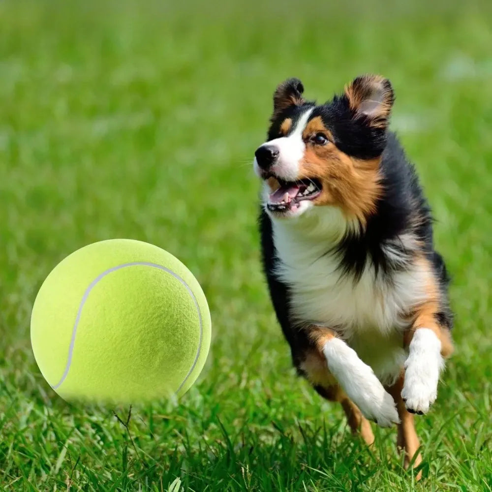Giant Tennis Ball For Dogs
